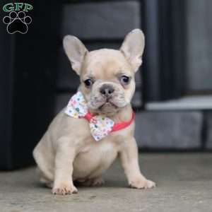 Cara, French Bulldog Puppy